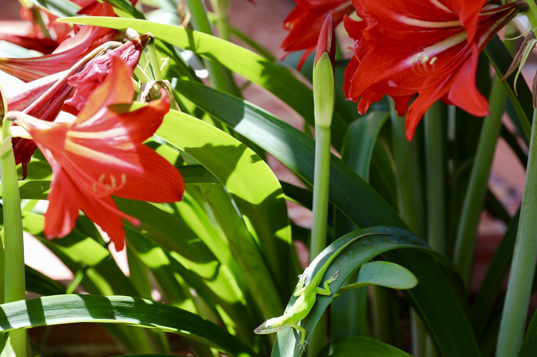 Amaryllis Bloom